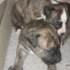 Blanding af racer Csibész