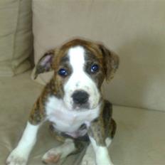 Amerikansk staffordshire terrier Lou