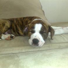 Amerikansk staffordshire terrier Lou