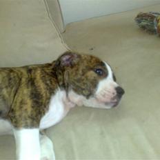 Amerikansk staffordshire terrier Lou