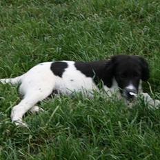 Field Trial spaniel Felix