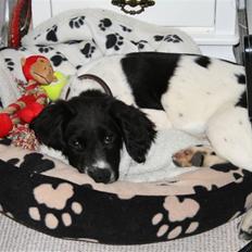 Field Trial spaniel Felix