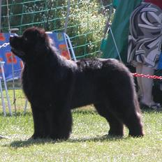 Newfoundlænder Frede