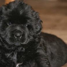 Newfoundlænder Yrsa