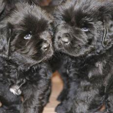 Newfoundlænder Yrsa