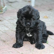 Newfoundlænder Yrsa