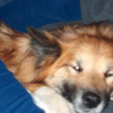 Islandsk fårehund Iljan "RIP"