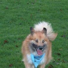 Islandsk fårehund Iljan "RIP"