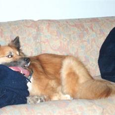 Islandsk fårehund Iljan "RIP"