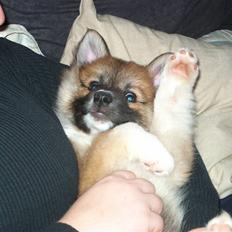 Islandsk fårehund Freya "RIP"