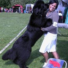 Newfoundlænder Lalle