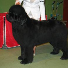 Newfoundlænder Lalle