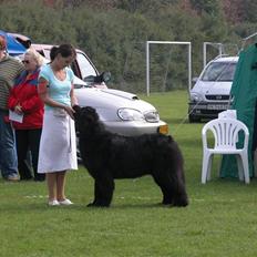 Newfoundlænder Lalle