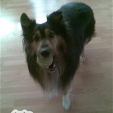 Blanding af racer Rex. RIP, min engel <3 (Schæfer/langhåret collie)