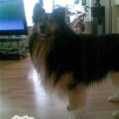 Blanding af racer Rex. RIP, min engel <3 (Schæfer/langhåret collie)