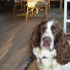 Engelsk springer spaniel frida