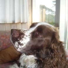 Engelsk springer spaniel frida