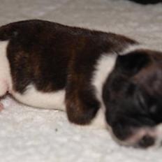 Fransk bulldog Albert