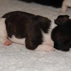 Fransk bulldog Albert