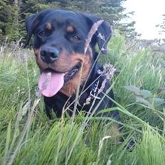 Rottweiler Malla <3