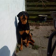 Rottweiler Malla <3