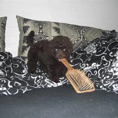 Dværgpuddel Sankt Georgi's Brown Xena