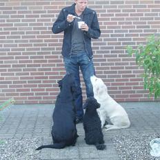 Dværgpuddel Finto's Black Beethoven