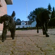 Dværgpuddel Finto's Black Beethoven