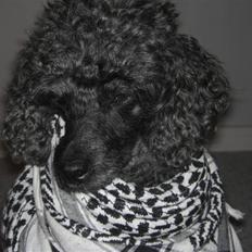 Dværgpuddel Finto's Black Beethoven