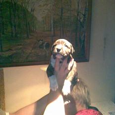 Amerikansk bulldog Mandy (Ko)