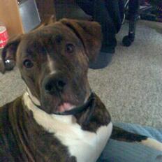 Amerikansk bulldog Mandy (Ko)