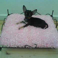 Chihuahua ¤*¨¨*¤.Gucci.¤*¨¨*¤