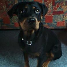 Rottweiler Maddie *solqt*