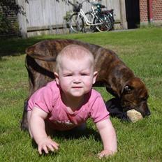 Blanding af racer Tiger