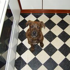 Blanding af racer Tiger