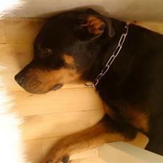 Rottweiler Maddie *solqt*