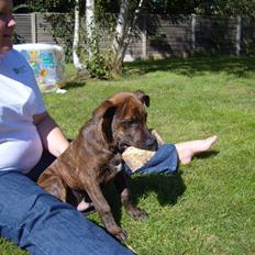 Blanding af racer Tiger