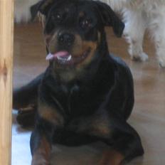 Rottweiler Maddie *solqt*