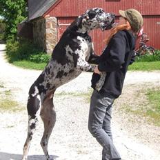 Grand danois Kjartan *aflivet*