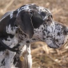 Grand danois Kjartan *aflivet*