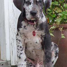 Grand danois Kjartan *aflivet*