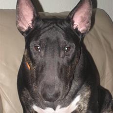 Bullterrier Kalle
