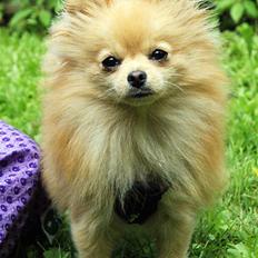 Pomeranian Pomzoo's Ice On Fire Amy