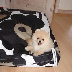 Pomeranian Pomzoo's Ice On Fire Amy