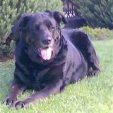 Blanding af racer Nanna (R.I.P)