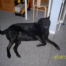Blanding af racer Nanna (R.I.P)