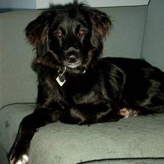 Blanding af racer Nala (RIP)