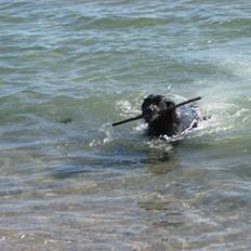 Blanding af racer Nala (RIP)