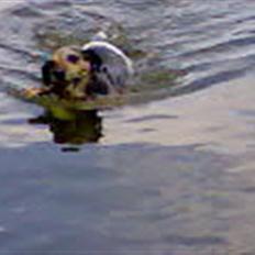 Jack russell terrier Hugo R.I.P