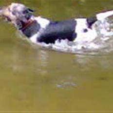 Jack russell terrier Hugo R.I.P